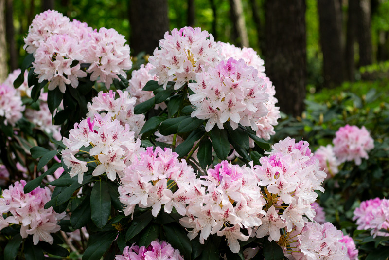 Latest Products Image